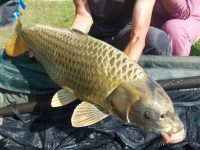 les carpes (44)