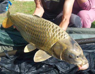 les carpes (44)